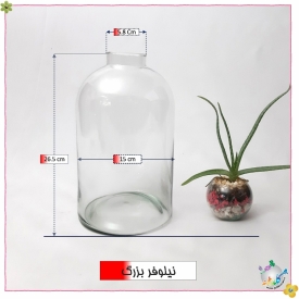 نیلوفر قطر15 ارتفاع 25