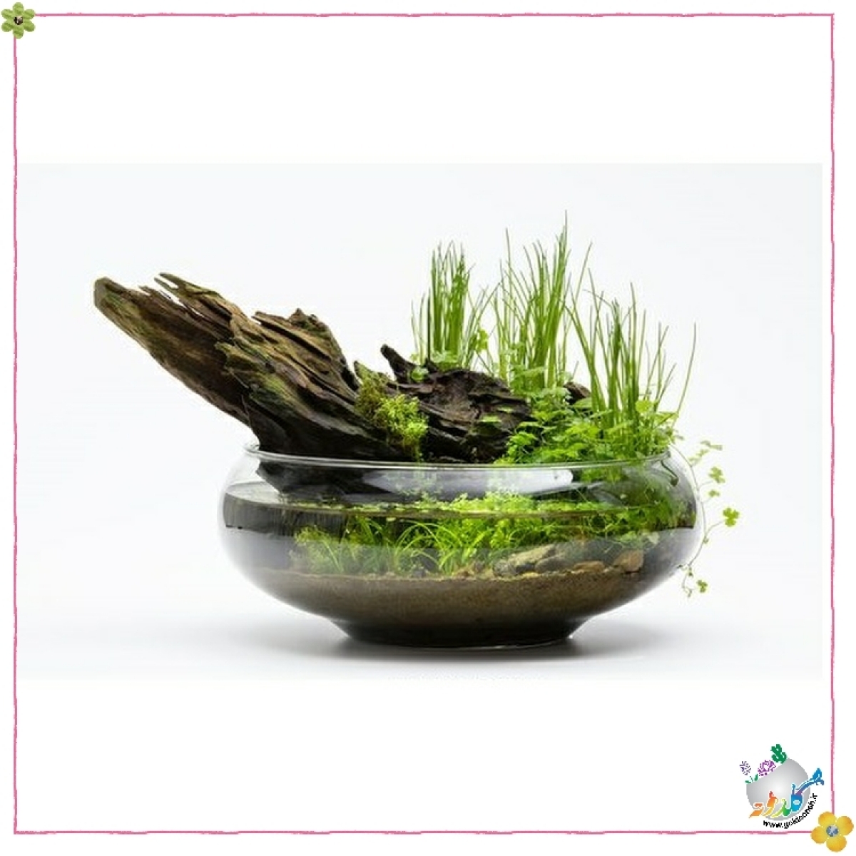 پردیس بزرگ  (عدسی بزرگ)