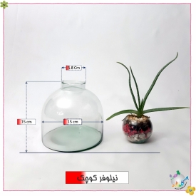 نیلوفر قطر15 ارتفاع 15