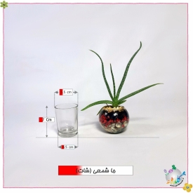جاشمعی (شات)